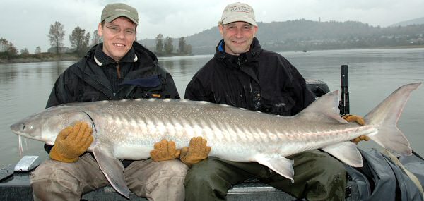 Ole og Carl med en Str p ca 75 kg ( Ole's strste fisk)