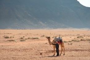 de lokale bruger muldyr og kameler til transport gennem rkenen