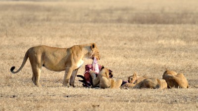 Løvefamilie i Ngorongoro, en tidlig morgen
