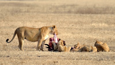 Lvefamilie i Ngorongoro, en tidlig morgen