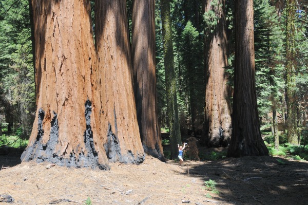 Kings Canyon NP med Freja mellem Radwoods