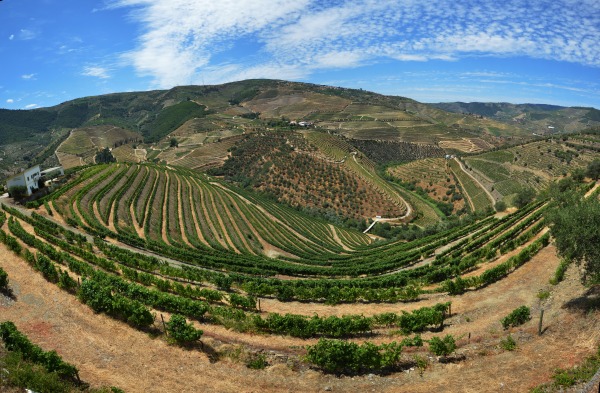 Vinmarker langs Duero floden i Portugal